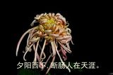远望可以当归